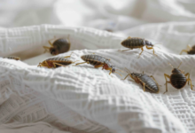 Seal and Protect: How to Bedbug-Proof Your Home