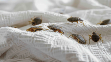 Seal and Protect: How to Bedbug-Proof Your Home