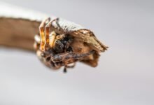 digital growth development initiative