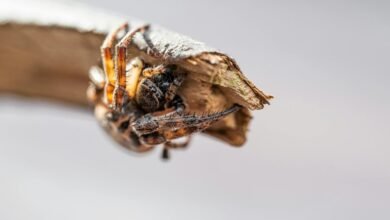 digital growth development initiative