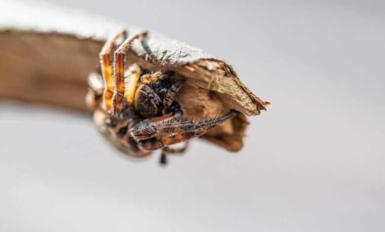 digital growth development initiative